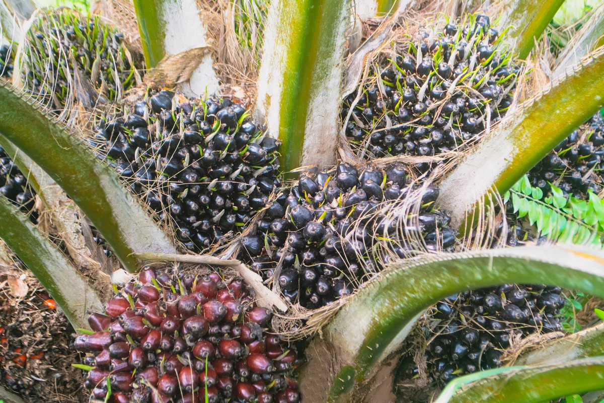 Panen & Rantai Pasok Tandan Buah Segar (TBS)