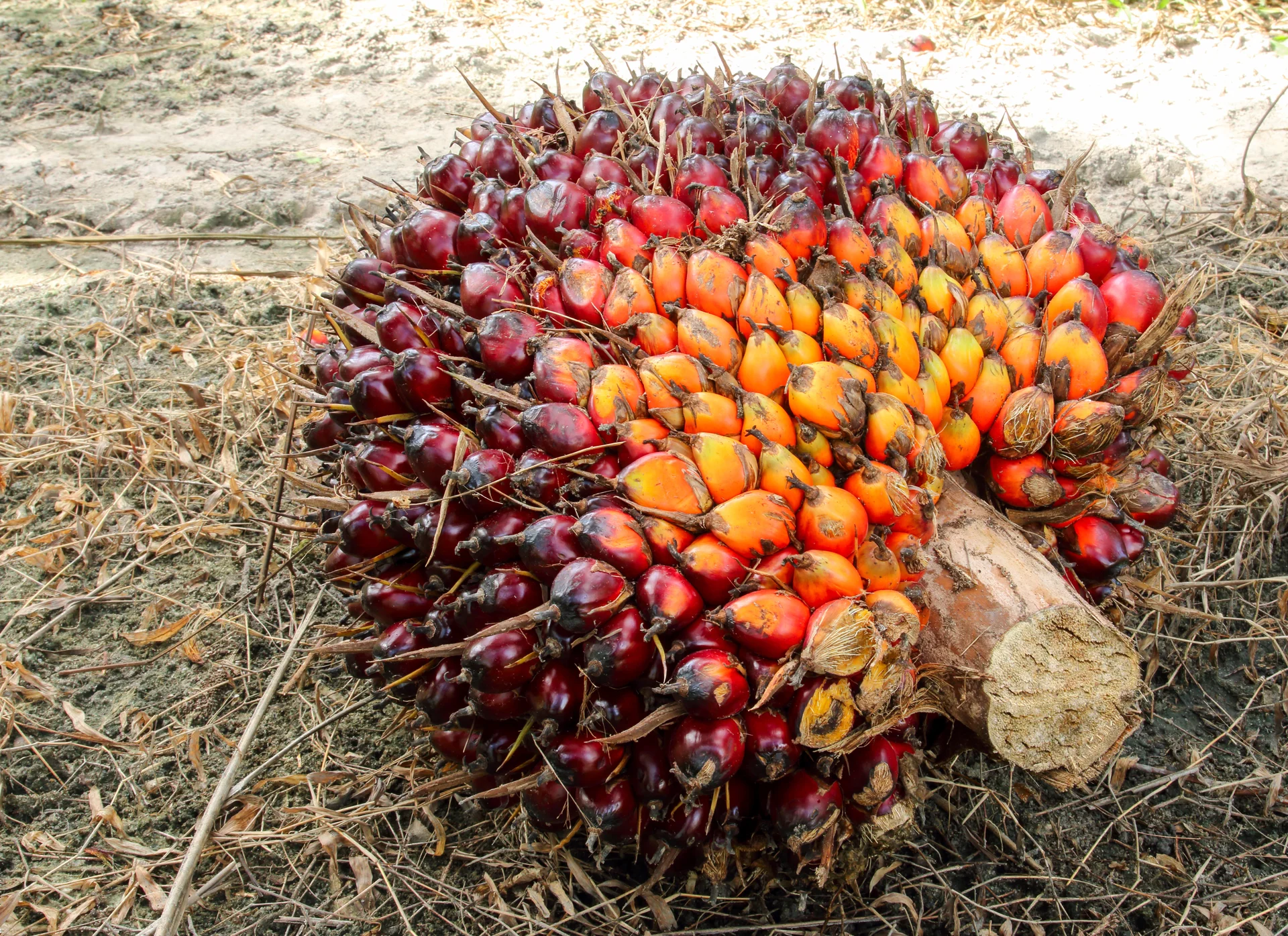 Manajemen Perkebunan Kelapa Sawit Terpadu